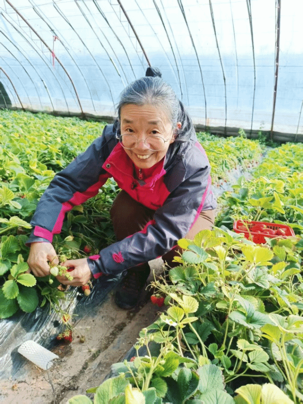 菠菜网