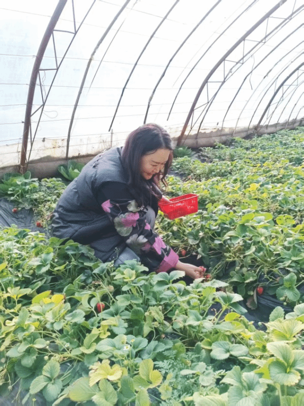 菠菜网