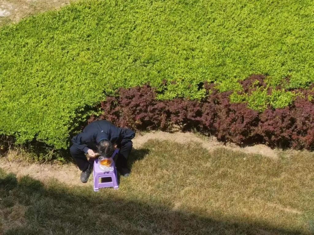 菠菜网